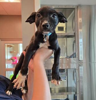 Gizmo Yrly 323 -  Terrier Dog for Adoption in Sidney, Ohio - Gizmo Yrly 323 | PetCurious