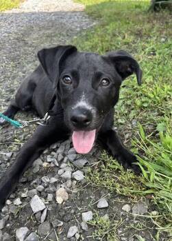 Alameda -  Labrador Retriever and Terrier Dog for Adoption in New York, New York - Alameda | PetCurious
