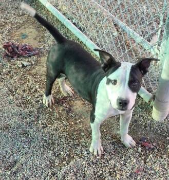 Rescue Pit Bull Terrier Dogs for Adoption in Leavenworth, Kansas - 25-0653 "William" | PetCurious