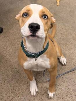 Pit Bull Terrier Dogs Available for Adoption in Cleveland, Ohio - Haley | PetCurious