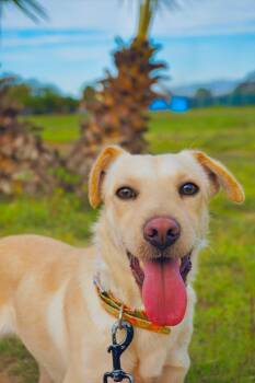 Labrador Retriever and Miniature Poodle Dogs Available for Adoption - Mookey | PetCurious