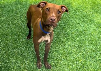 WHISKEY -  Pit Bull Terrier Dog for Adoption in Fort Lauderdale, Florida - WHISKEY | PetCurious