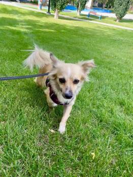 Banana (Hanna) -  Chihuahua Dog for Adoption in Calgary, Alberta - Banana (Hanna) | PetCurious