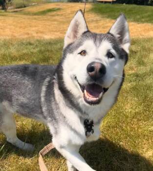 Milo -  Husky Dog for Adoption in Logan, Utah - Milo | PetCurious