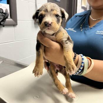 Mixed Breed Dogs Available for Adoption - Iris | PetCurious