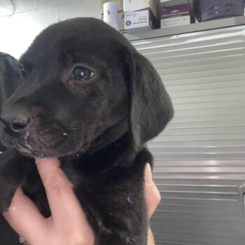 Labrador Retriever and Mixed Breed Dogs Available for Adoption in Clanton, Alabama - Allie | PetCurious