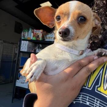 Chihuahua Dogs Available for Adoption - Cashew | PetCurious