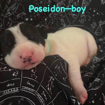 Poseidon -  Mixed Breed Dog for Adoption in St. Peters, Missouri - Poseidon | PetCurious