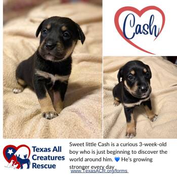 Cash -  Terrier Dog for Adoption in Alvarado, Texas - Cash | PetCurious