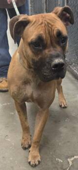 June Bug -  Boxer Dog for Adoption in Saint Clairsville, Ohio - June Bug | PetCurious