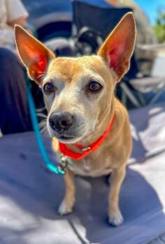 Poppy -  Chihuahua Dog for Adoption in Jamul, California - Poppy | PetCurious