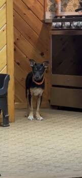 Tuff -  Mixed Breed Dog for Adoption in Trenton, Maine - Tuff | PetCurious