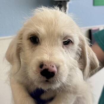Elmer Fudd -  Mixed Breed Dog for Adoption in Las Cruces, New Mexico - Elmer Fudd | PetCurious