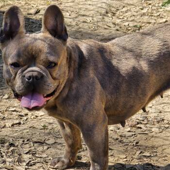 Ashley -  French Bulldog Dog Available for Adoption in Zaleski, Ohio - Ashley | PetCurious