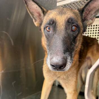 Roscoe -  Belgian Shepherd Malinois Dog for Adoption in Edinburg, Texas - Roscoe | PetCurious