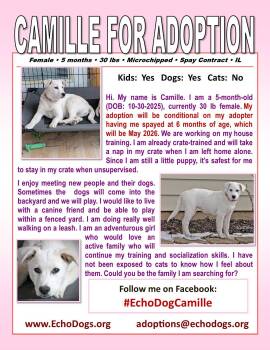 Cattle Dog Dogs Available for Adoption - Camille | PetCurious