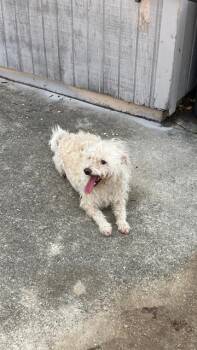 Mixed Breed Dogs Available for Adoption in Dallas, Texas - ANGLE | PetCurious
