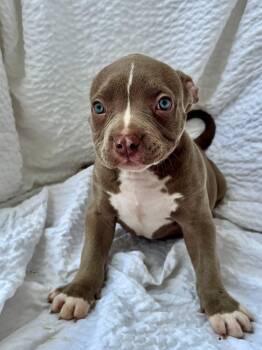 Penny -  American Staffordshire Terrier Dog for Adoption in Grafton, Massachusetts - Penny | PetCurious