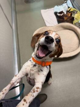 Beagle Dogs Available for Adoption in Maidens, Virginia - Dava | PetCurious