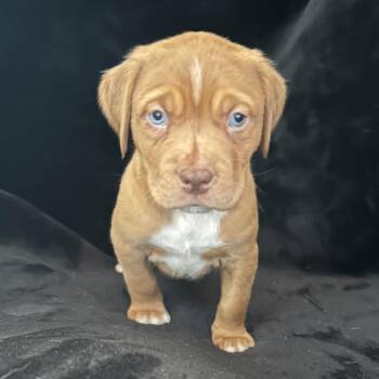 Labrador Retriever and Pit Bull Terrier Dogs Available for Adoption - Kringle | PetCurious