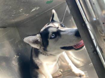 Husky Dogs Available for Adoption in Dallas, Texas - MISHAVITA | PetCurious