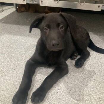 Wally -  Labrador Retriever and Mixed Breed Dog for Adoption in Lake Havasu City, Arizona - Wally | PetCurious