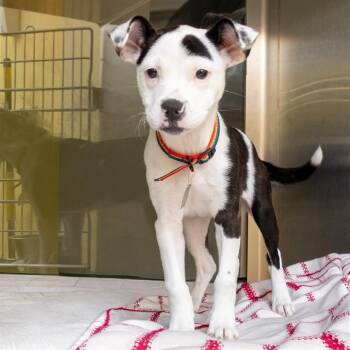 CHERRY PIE -  Australian Cattle Dog Blue Heeler and Mixed Breed Dog for Adoption in St. Louis, Missouri - CHERRY PIE | PetCurious
