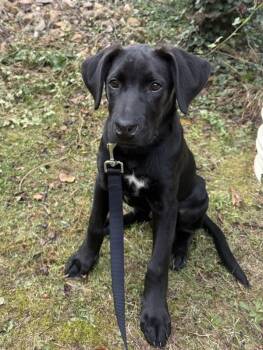 Sparks -  Hound Dog for Adoption in Roanoke, Virginia - Sparks | PetCurious