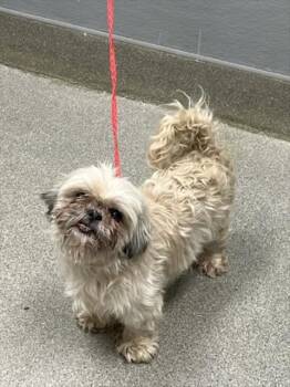 MARLEY -  Shih Tzu Dog for Adoption in Las Vegas, Nevada - MARLEY | PetCurious