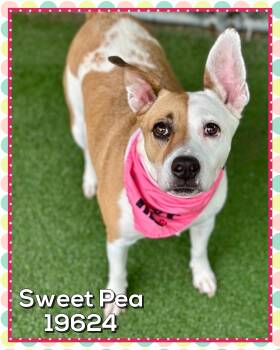 SWEET PEA -  Hound Dog for Adoption in Marietta, Georgia - SWEET PEA | PetCurious