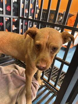 61279054 -  Mixed Breed Dog for Adoption in El Paso, Texas - 61279054 | PetCurious