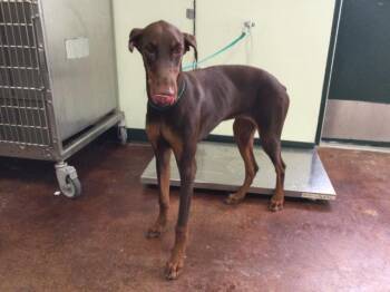 Rescue Doberman Pinscher Dogs for Adoption in Thousand Palms, California - A1883648 | PetCurious