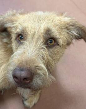 Shyloh -  Terrier Dog for Adoption in Houghton Lake, Michigan - Shyloh | PetCurious