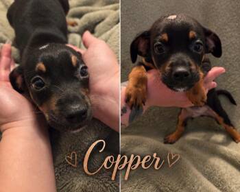 Copper -  Chiweenie Dog for Adoption in Chesnee, South Carolina - Copper | PetCurious