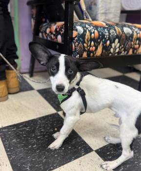Rat Terrier and Corgi Dogs Available for Adoption in Chicago, Illinois - Spanky | PetCurious
