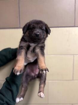 German Shepherd Dog Dogs Available for Adoption in Riverside, California - NANCY | PetCurious