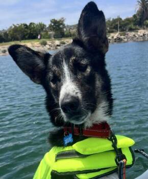 Rescue Husky Dogs for Adoption in Encinitas, California - Max (Courtesy Post) | PetCurious