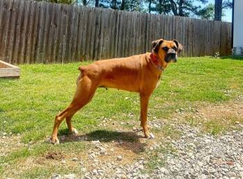 Rescue Boxer Dogs for Adoption in Gillsville, Georgia - Heidi | PetCurious