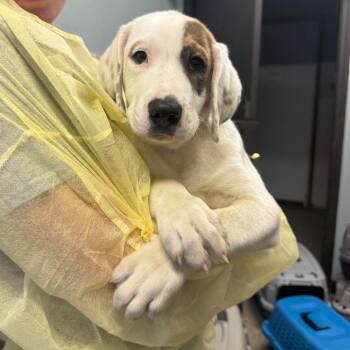 Borky McBarkerson -  Mixed Breed Dog for Adoption in Columbia, Missouri - Borky McBarkerson | PetCurious
