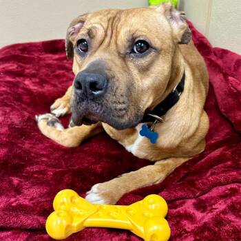 Mixed Breed Dogs Available for Adoption in State College, Pennsylvania - Cheddar | PetCurious