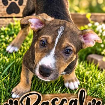 Raschal -  Labrador Retriever Dog for Adoption in Grand Junction, Colorado - Raschal | PetCurious