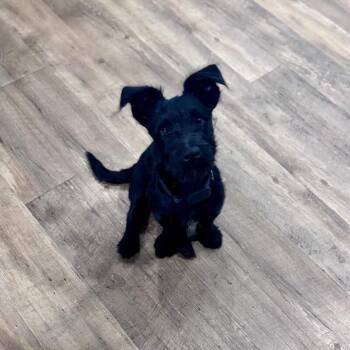 Terrier and Mixed Breed Dogs Available for Adoption - Hayes | PetCurious