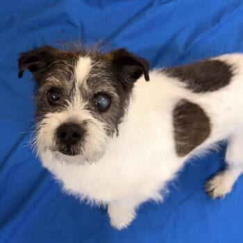 Rat Terrier Dogs Available for Adoption in Pilot Point, Texas - Pirate | PetCurious