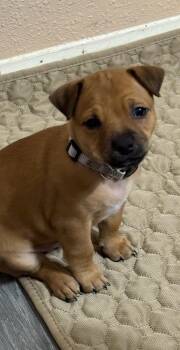 Terrier Dogs Available for Adoption in Lakeland, Florida - Stone - Rumor | PetCurious