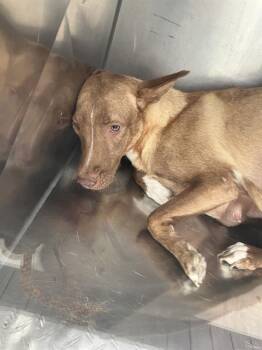 Mixed Breed Dogs Available for Adoption in Dallas, Texas - TOBIAS | PetCurious