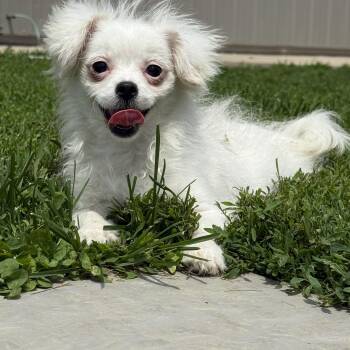Pomeranian Dogs Available for Adoption in Brazil, Indiana - Michelle | PetCurious