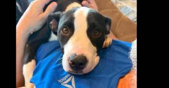 Coffee Klatch:  Mocha Frappe (CP) -  Terrier and Pit Bull Terrier Dog for Adoption in Dallas, Texas - Coffee Klatch:  Mocha Frappe (CP) | PetCurious