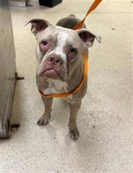 GLORIA -  Pit Bull Terrier Dog for Adoption in Riverside, California - GLORIA | PetCurious