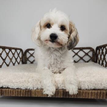 Sophie -  Miniature Poodle and Yorkshire Terrier Dog for Adoption in Fort Wayne, Indiana - Sophie | PetCurious