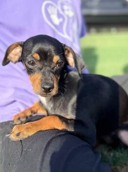 Havarti -  Miniature Pinscher and Chiweenie Dog for Adoption in Gilbert, Arizona - Havarti | PetCurious